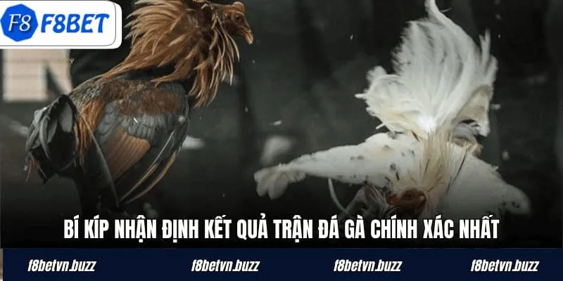 Bí kíp nhận định kết quả trận đá gà chính xác nhất