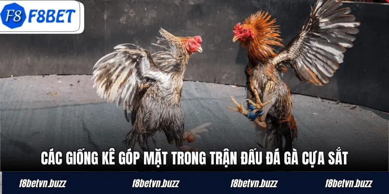 Các giống kê góp mặt trong trận đấu đá gà cựa sắt