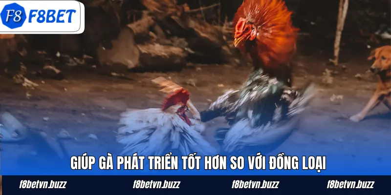 Giúp gà phát triển tốt hơn so với đồng loại
