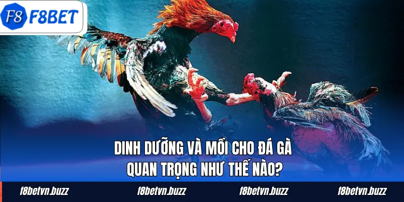 Tầm quan trọng của mồi cho gà đá