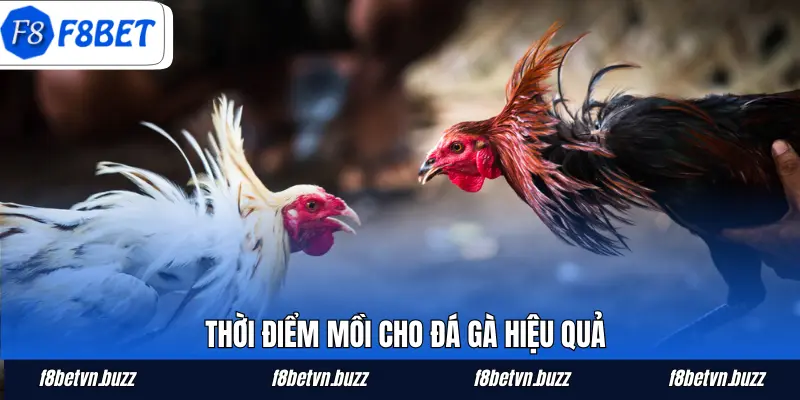 Thời gian cho chiến kê ăn cực kỳ quan trọng