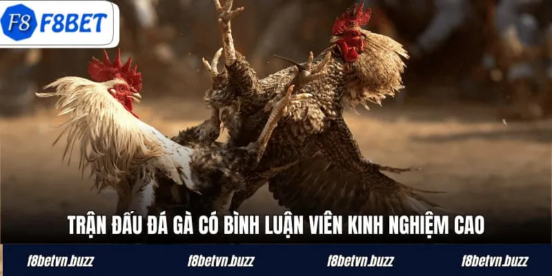 Trận đấu đá gà có bình luận viên kinh nghiệm cao