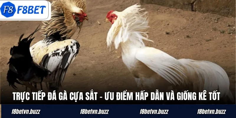 Đá gà cựa sắt